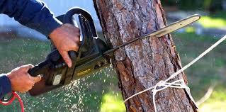 Best Tree Risk Assessment  in Brookville, NY