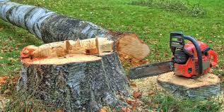 Best Tree Mulching  in Brookville, NY