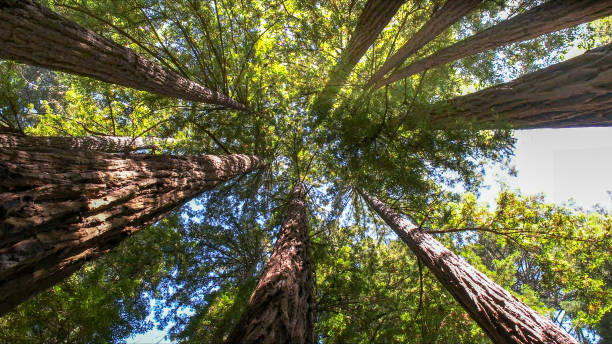 Best Tree Removal  in Brookville, NY