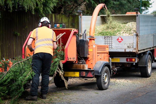 Best Pest Control for Lawns  in Brookville, NY