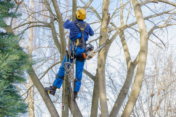Best Storm Damage Tree Cleanup  in Brookville, NY