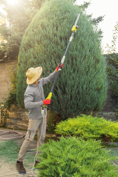 Best Utility Line Clearance  in Brookville, NY