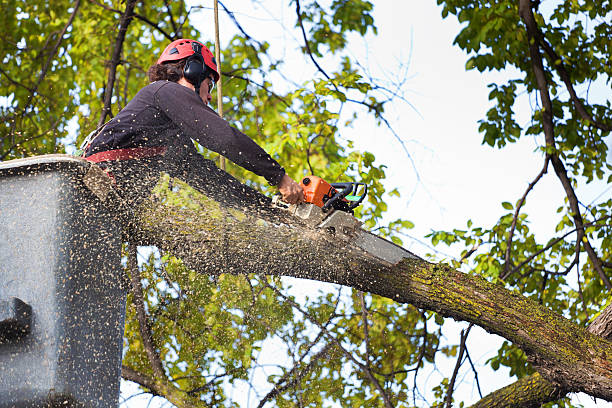 Best Lawn Watering Services  in Brookville, NY