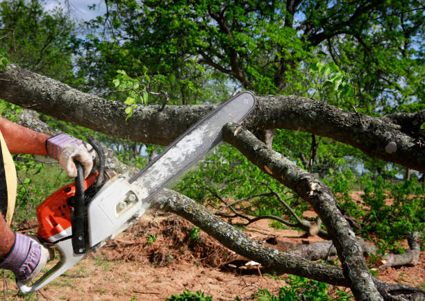 How Our Tree Care Process Works  in  Brookville, NY