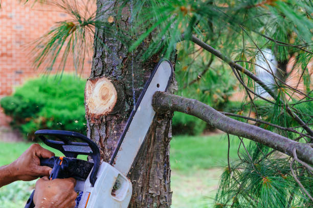 Best Fruit Tree Pruning  in Brookville, NY